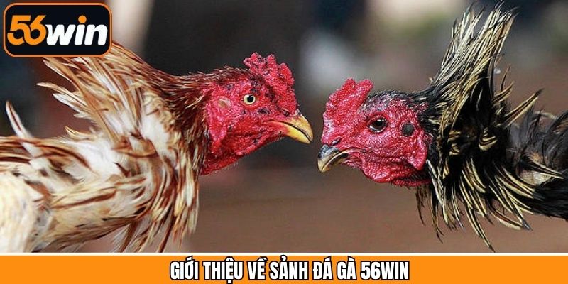Khái quát về chuyên mục chọi gà trực tuyến