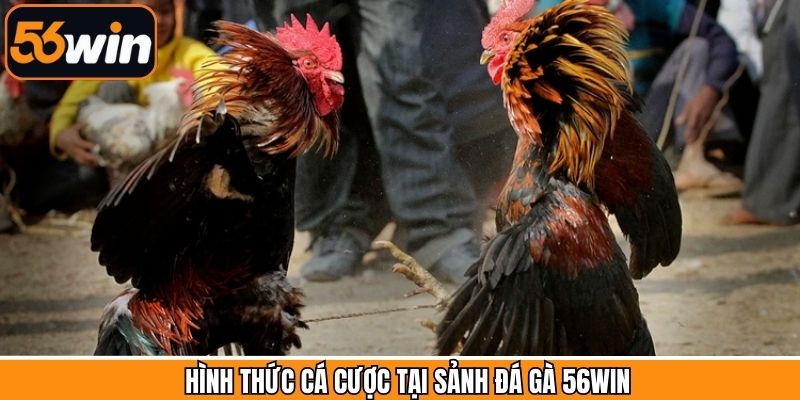 Hình thức cược đá gà 56Win phổ biến