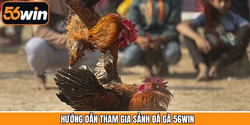 Hướng dẫn thành viên cá cược đá gà 56Win